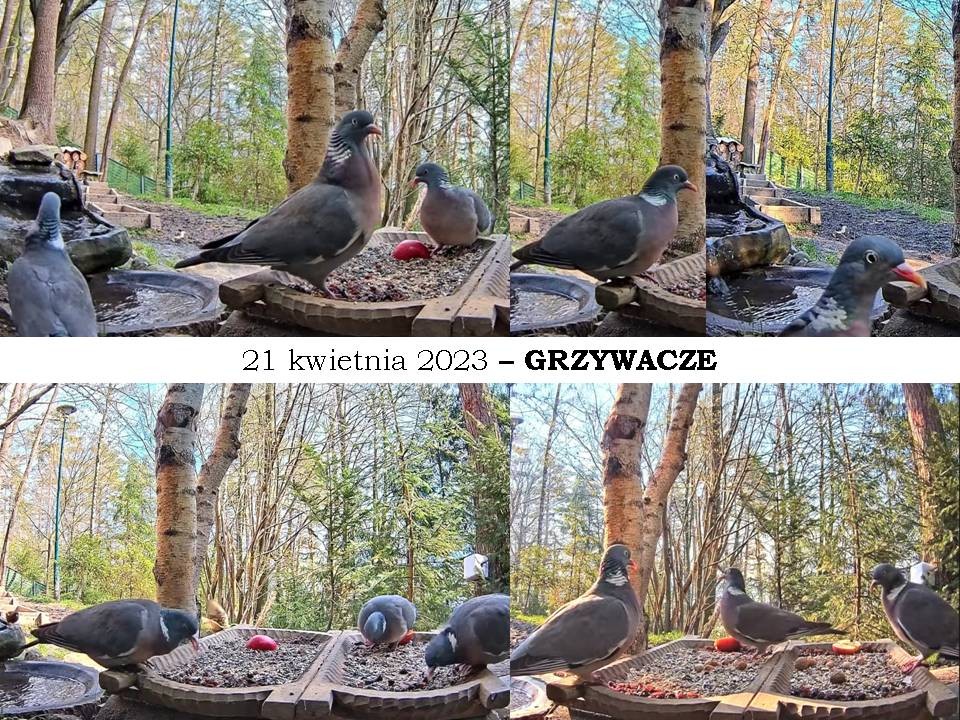 livebirdspoland_b599c44d51e9b6f9bcde2bdc1bb17942.jpg