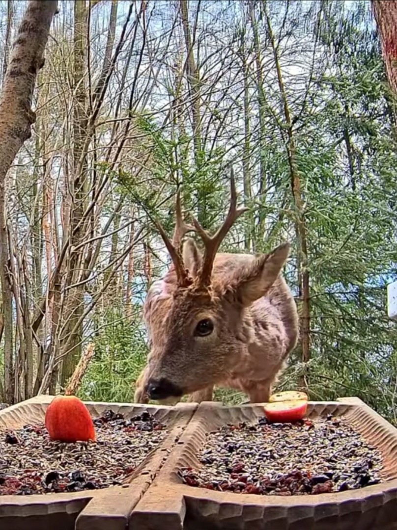 livebirdspoland_65033437925e1ee4fe977b8957027423.jpg