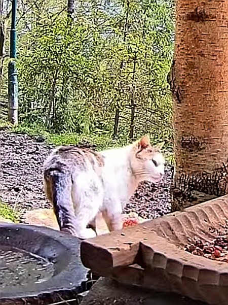 livebirdspoland_4dfbe59b5f877225caf5951f32341f28.jpg