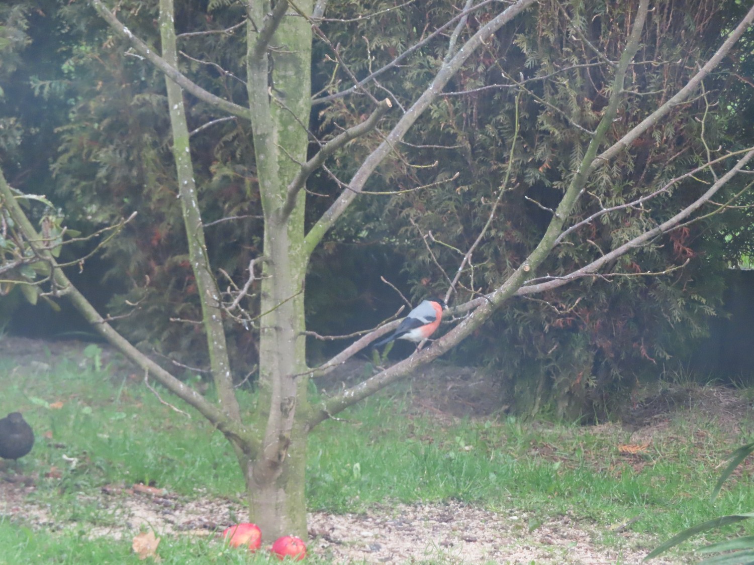 livebirdspoland_001170713a93a1f27bfe21edfd2b3731.jpg