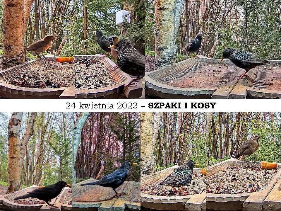 livebirdspoland_7c1c2ccff60336abae8430ab5badb294.jpg