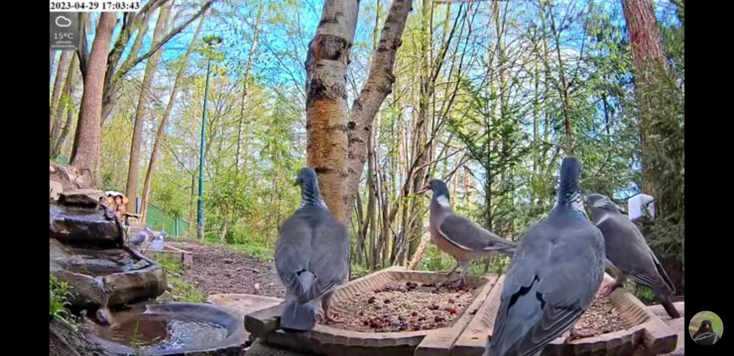 livebirdspoland_e74118273d379d355a097b657c57fc5a.jpg