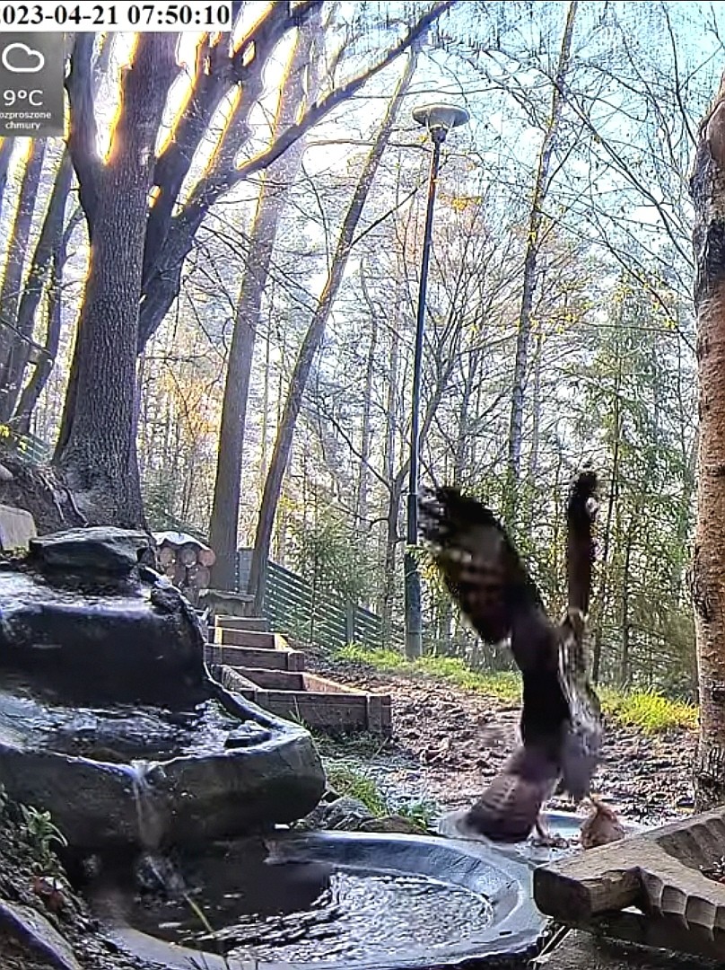 livebirdspoland_f490058a1775b0fd931f7fe29dec9b34.jpg