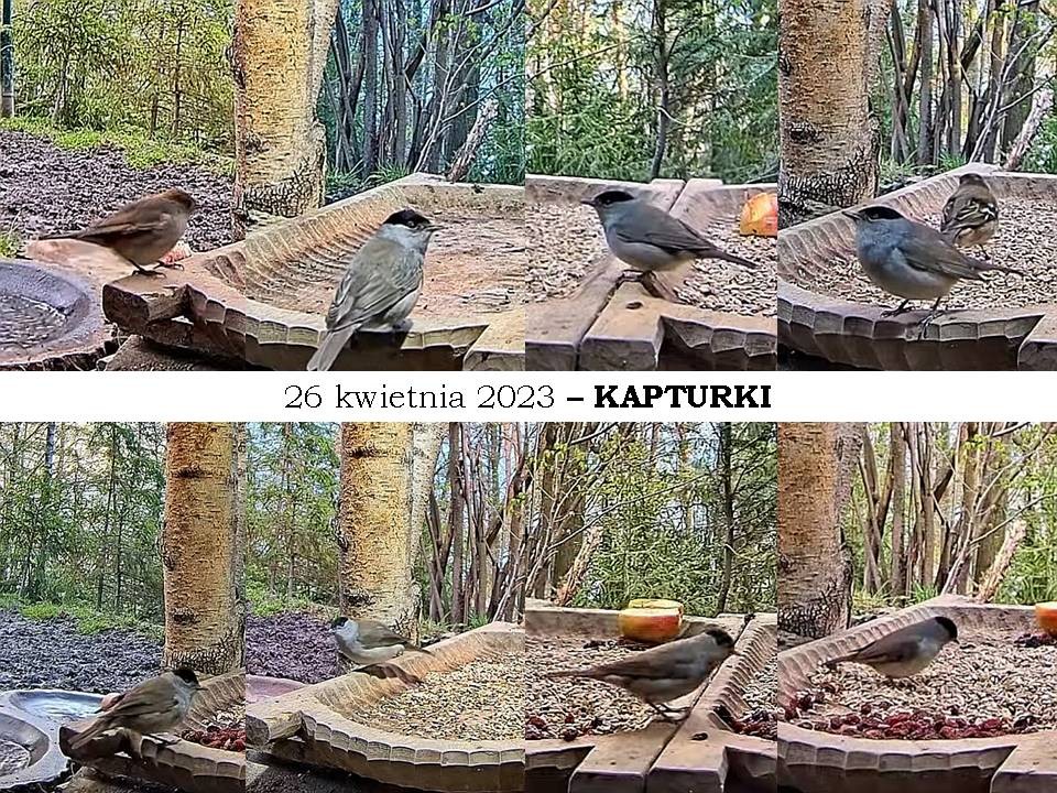 livebirdspoland_8e418c06725b320ec1a772d8bf079778.jpg