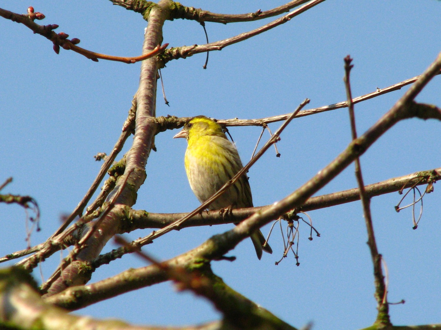 livebirdspoland_2433359cf16f9e145bd16f1deaebb9e7.jpg