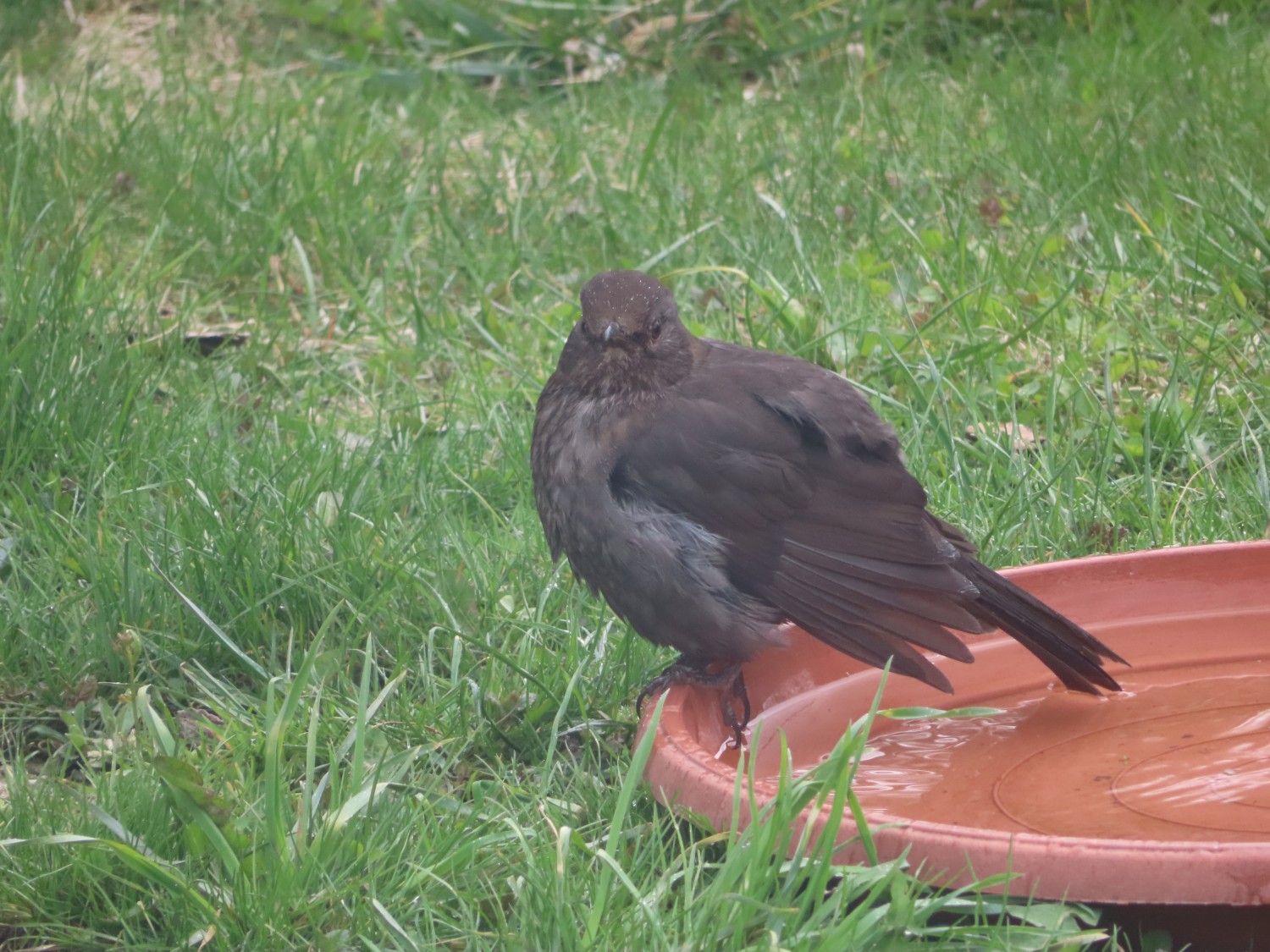livebirdspoland_e055862e5ae69e90c8c5136df46672f1.jpg