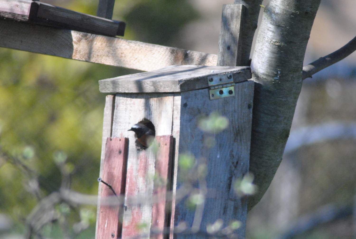 livebirdspoland_96fe3eddf675f914b3d93fbfc2a7b0aa.jpg