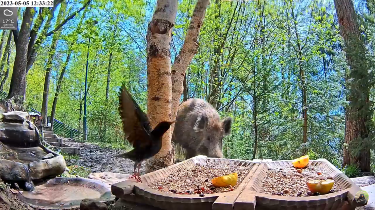 livebirdspoland_01b1705566b5bce7090fd99fb0bdf1ef.png