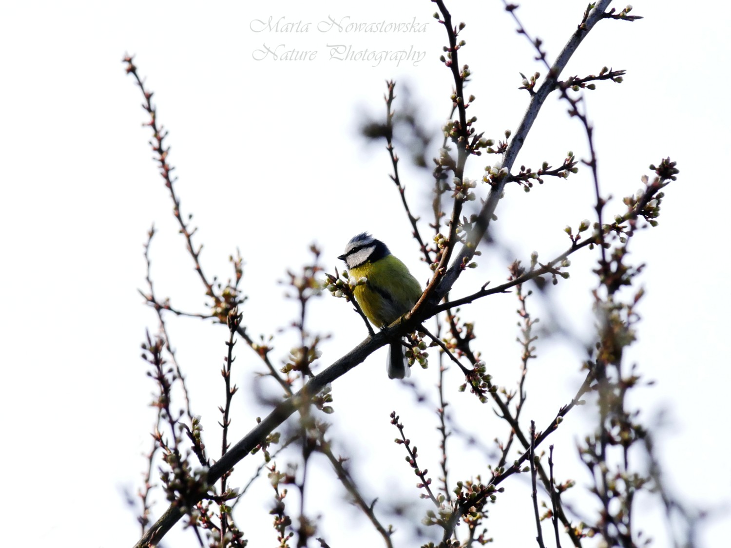 livebirdspoland_ed7a4571b31456237af2611e41b138a5.jpg