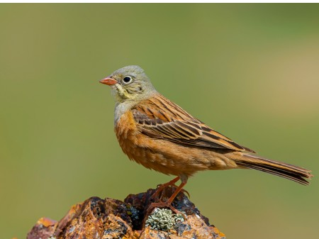 livebirdspoland_cfbcd9b13be2e77c69dc14c1440e3b37.png