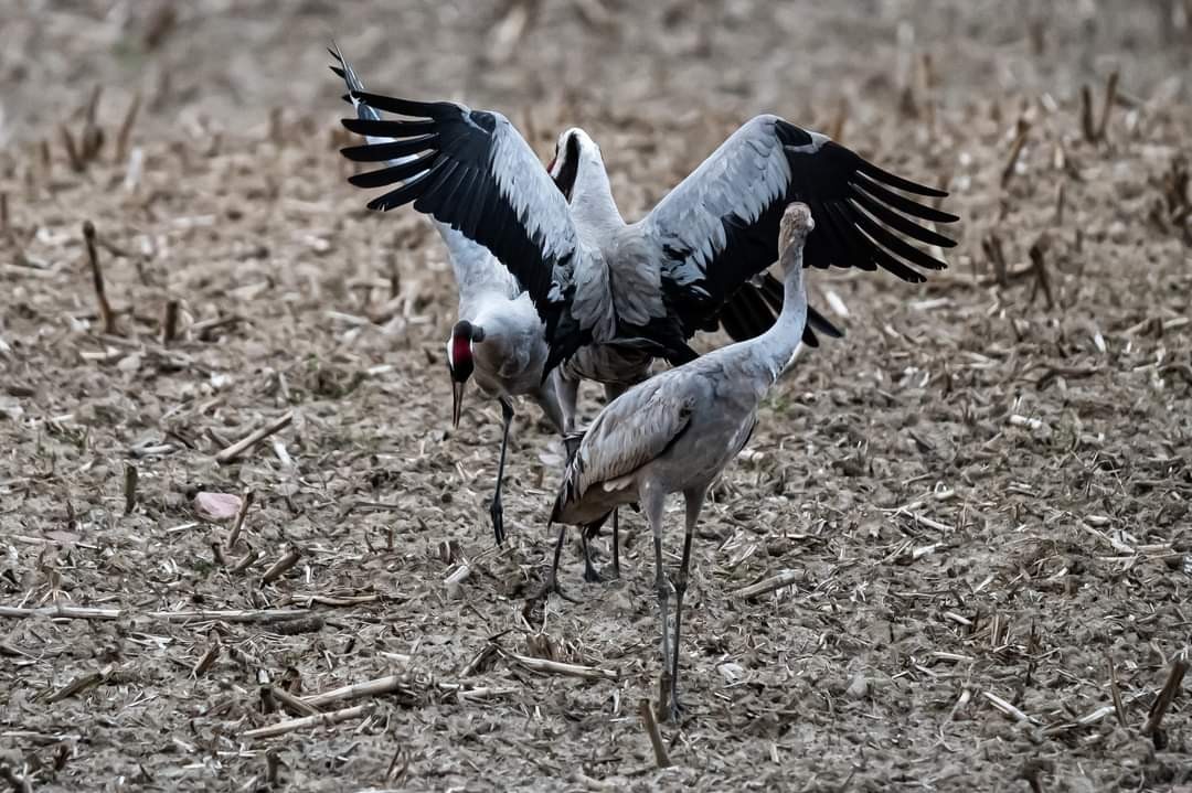 livebirdspoland_b7ebfaf9d7c2d9d78e0e98c0a0fbe396.jpg