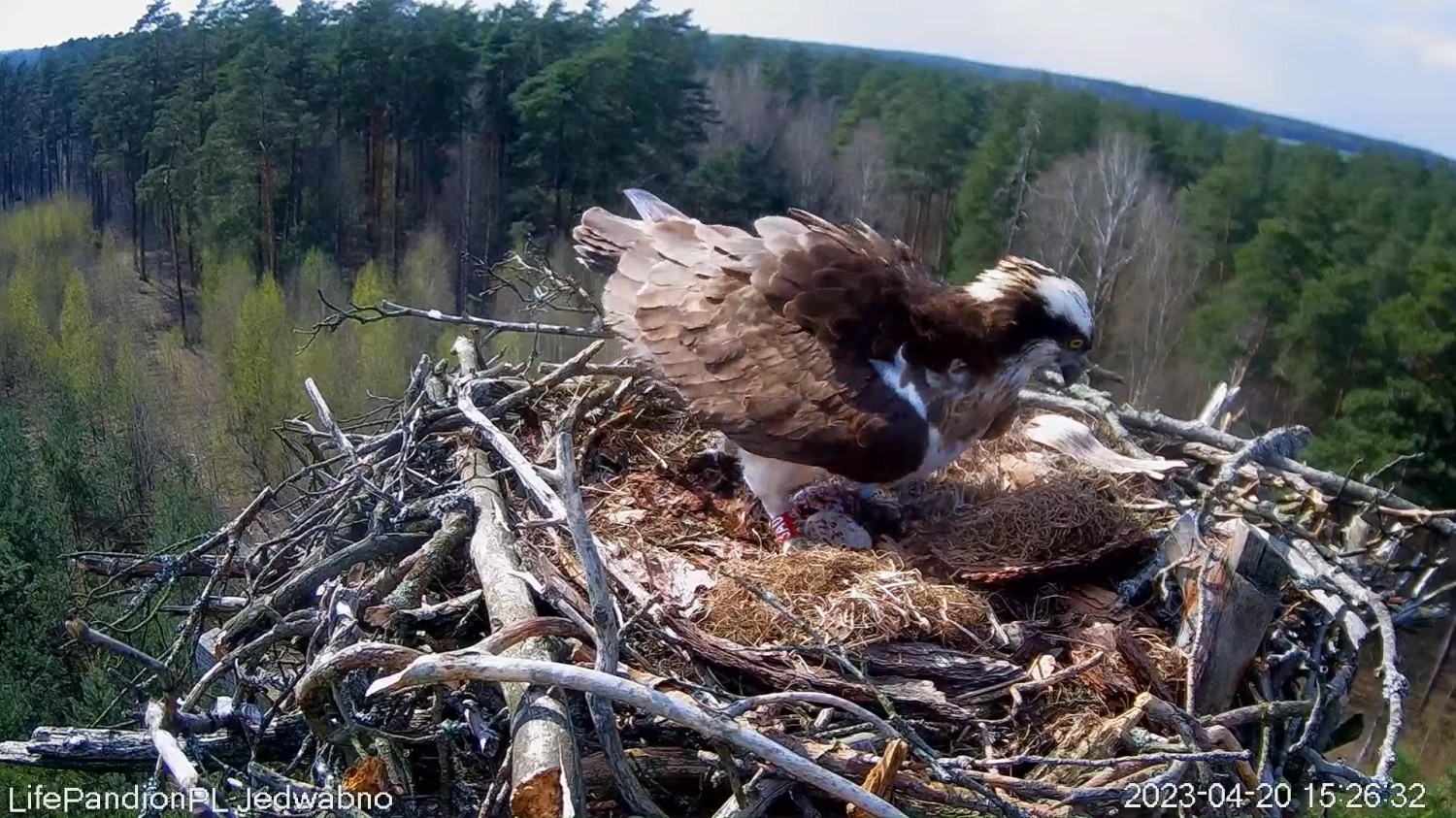 livebirdspoland_1d337195dca22726a190852c191d31fd.jpg