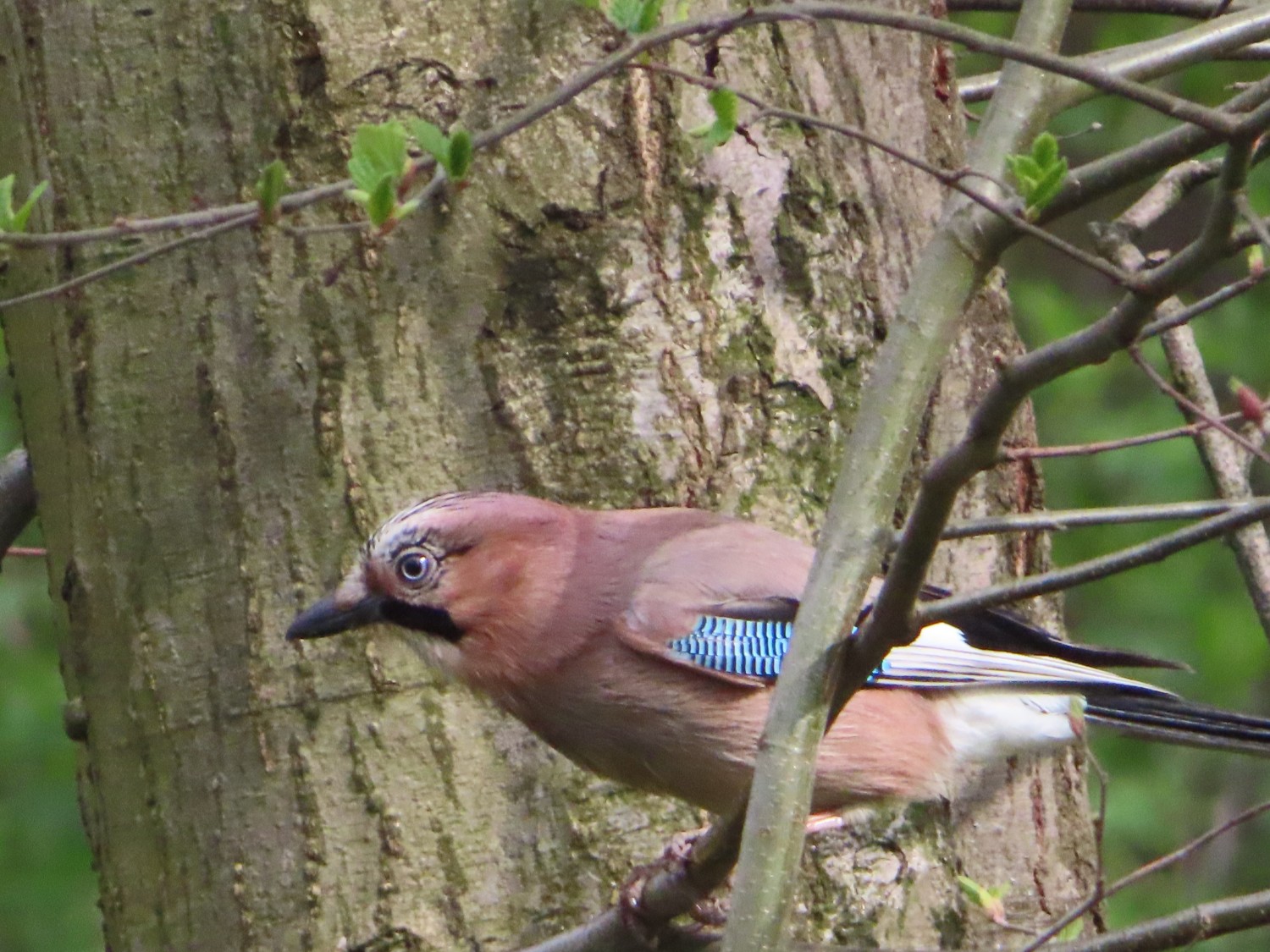 livebirdspoland_f5f93b395fc0d0340b4860e43874aef5.jpg