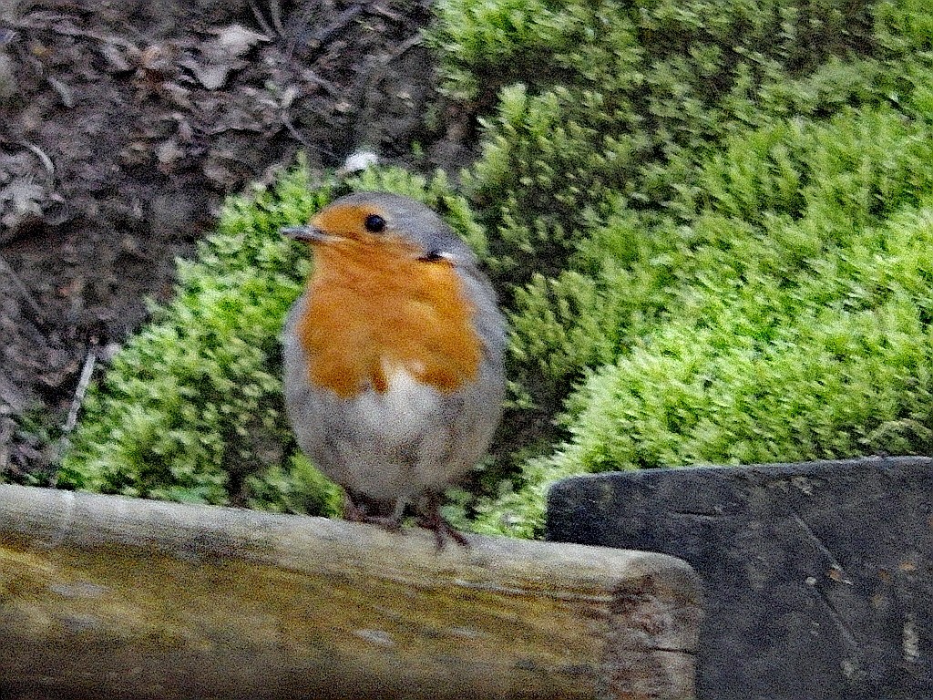 livebirdspoland_c4190d91787e375573cc590dbea330a8.jpg