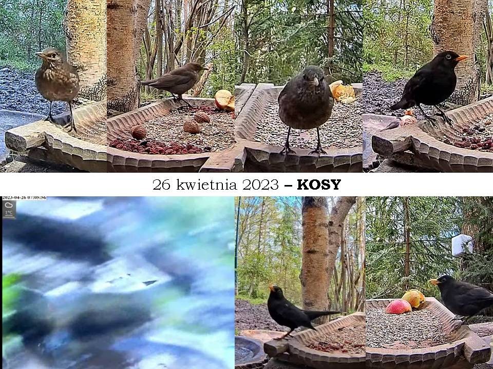 livebirdspoland_2d475830eca9f9165e00399d92dc991b.jpg