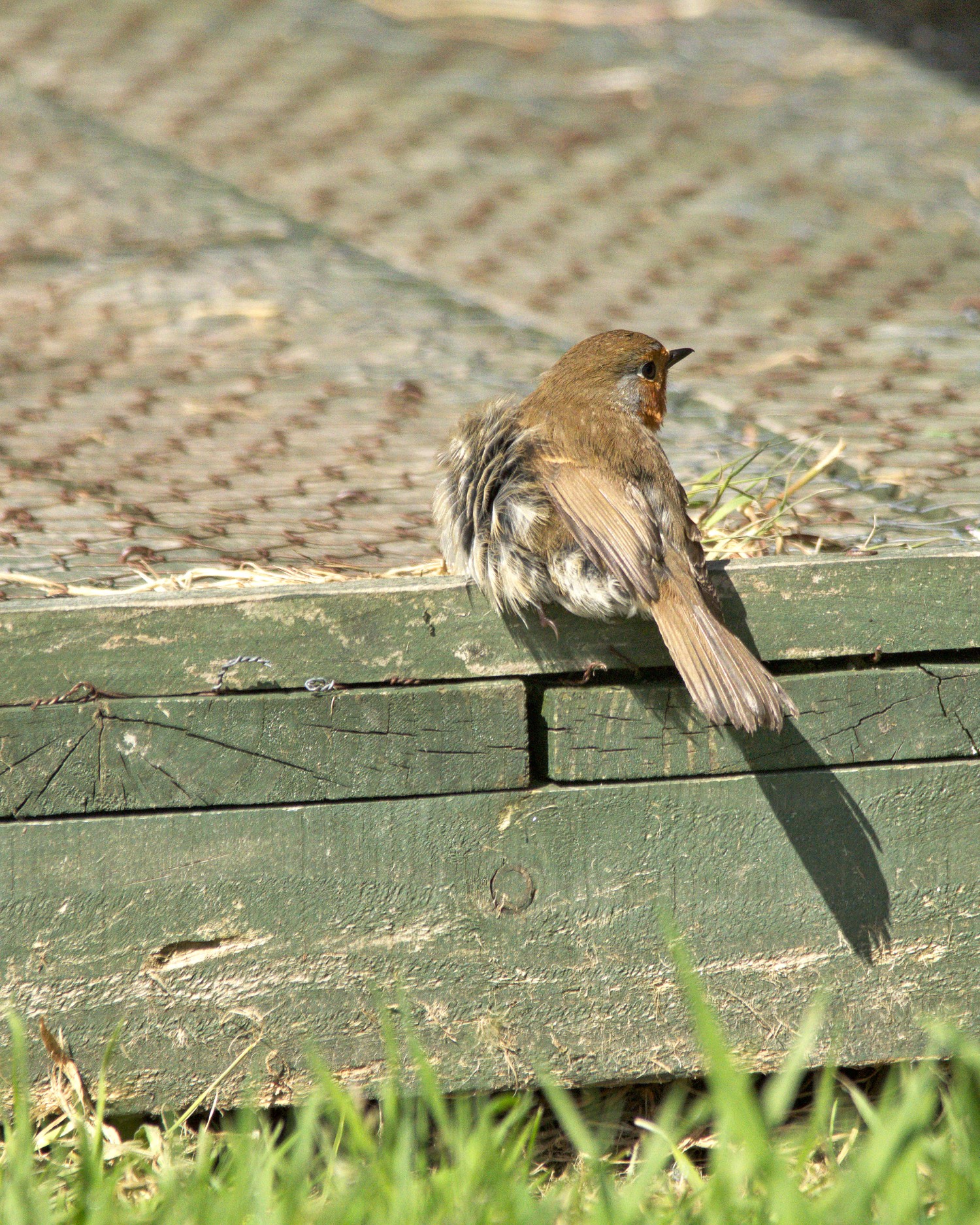 livebirdspoland_5a71e8a9bd0c20da8f229d3271c4200f.jpg