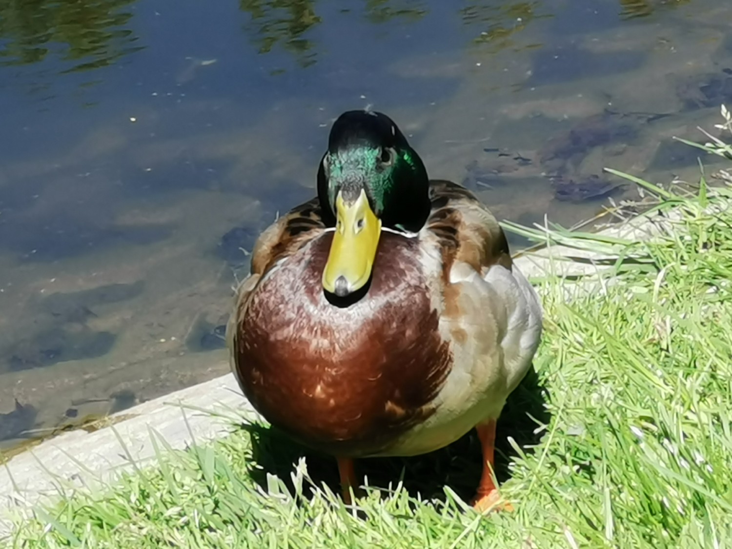 livebirdspoland_b9a45faff56e209f2bce5558497481b0.jpg