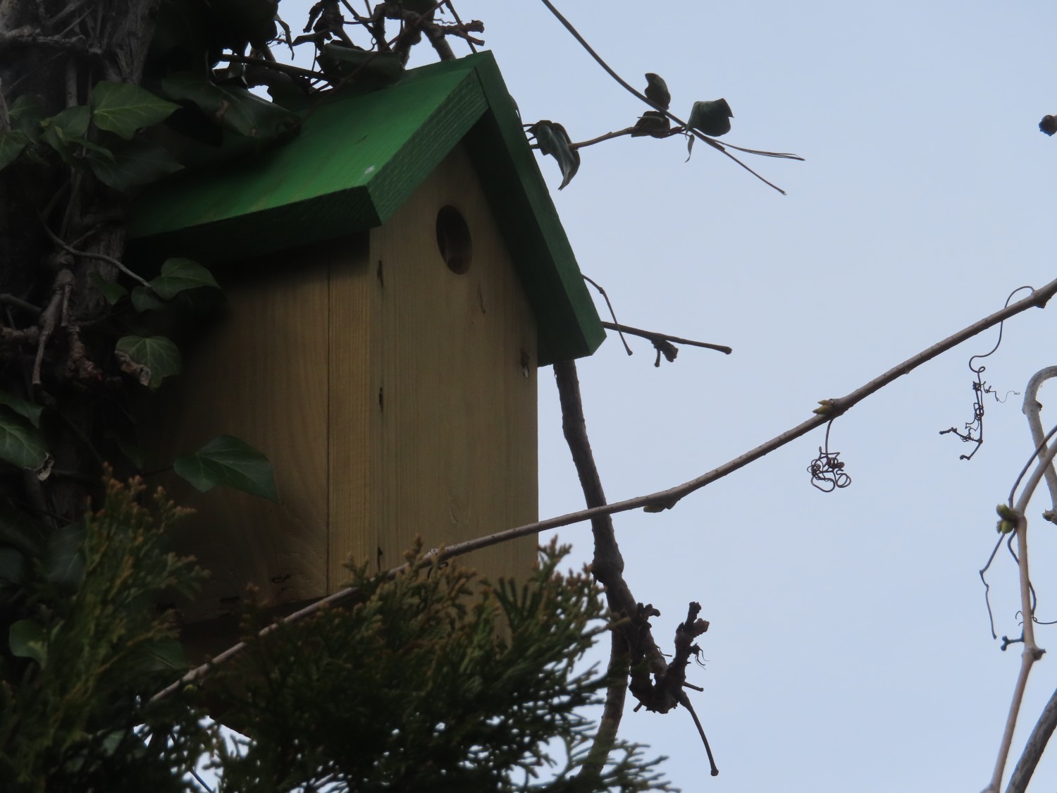 livebirdspoland_1da81d48d182fd60c53bd2b45368763a.jpg