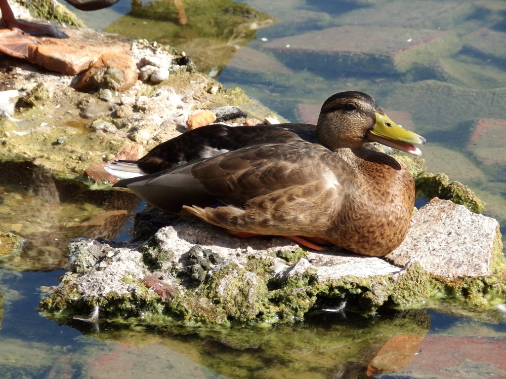 livebirdspoland_05a24aed6eb1e1751eb9fd2bdcf52d38.jpg