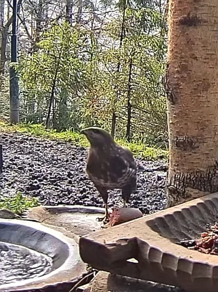 livebirdspoland_2ce750614a9a9f801f17b831e88b6290.jpg