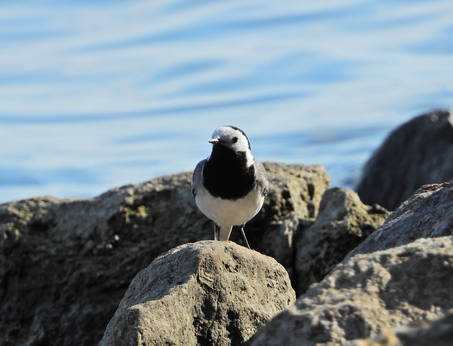 livebirdspoland_c49e544e1dea70a98b40d8c14d69a6d6.jpg