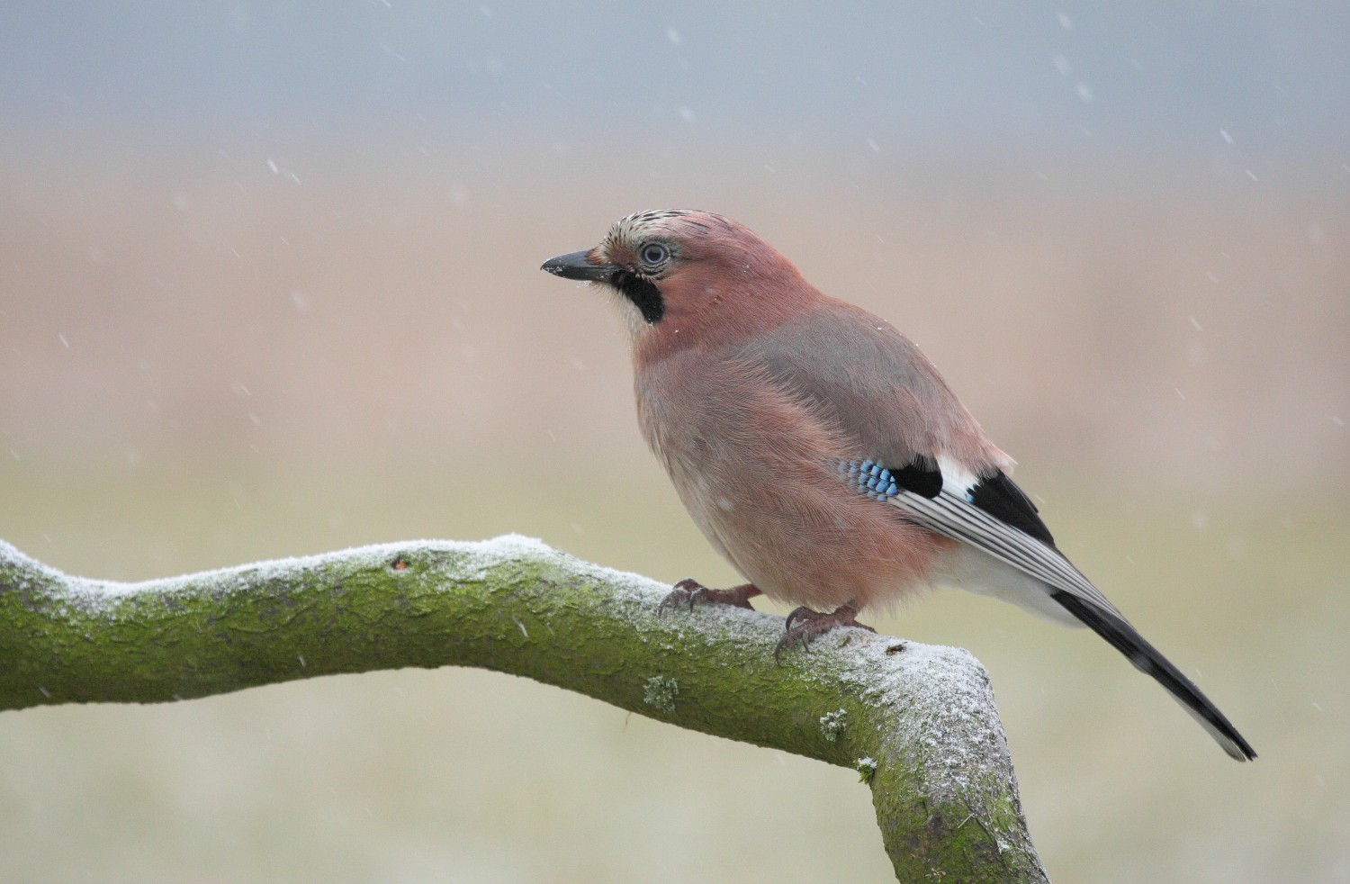 livebirdspoland_18e4b9ec7a2ab5af09fb62107c4cdad9.jpg