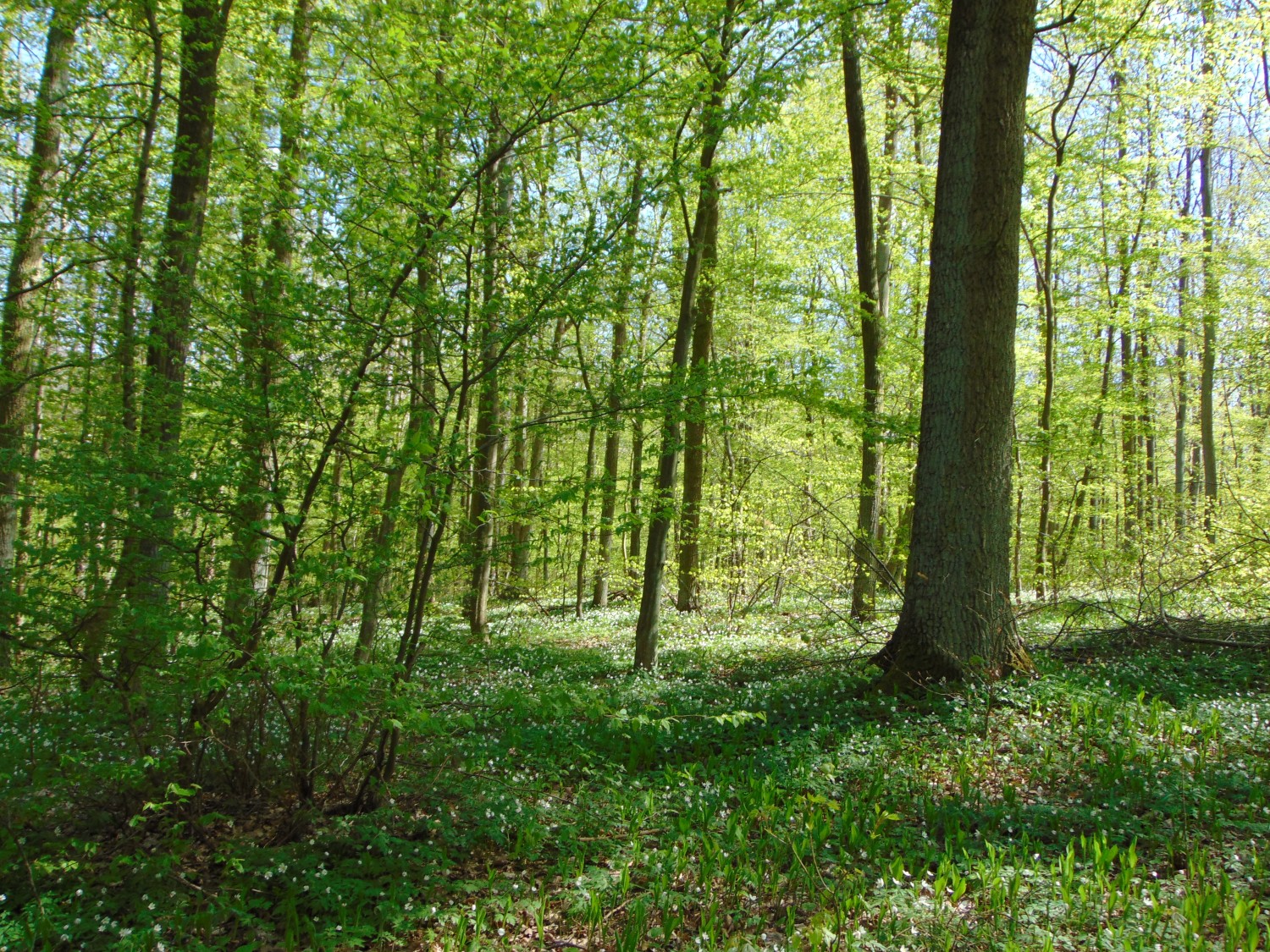 livebirdspoland_de0397082c684c8620042bfed09ba291.jpg