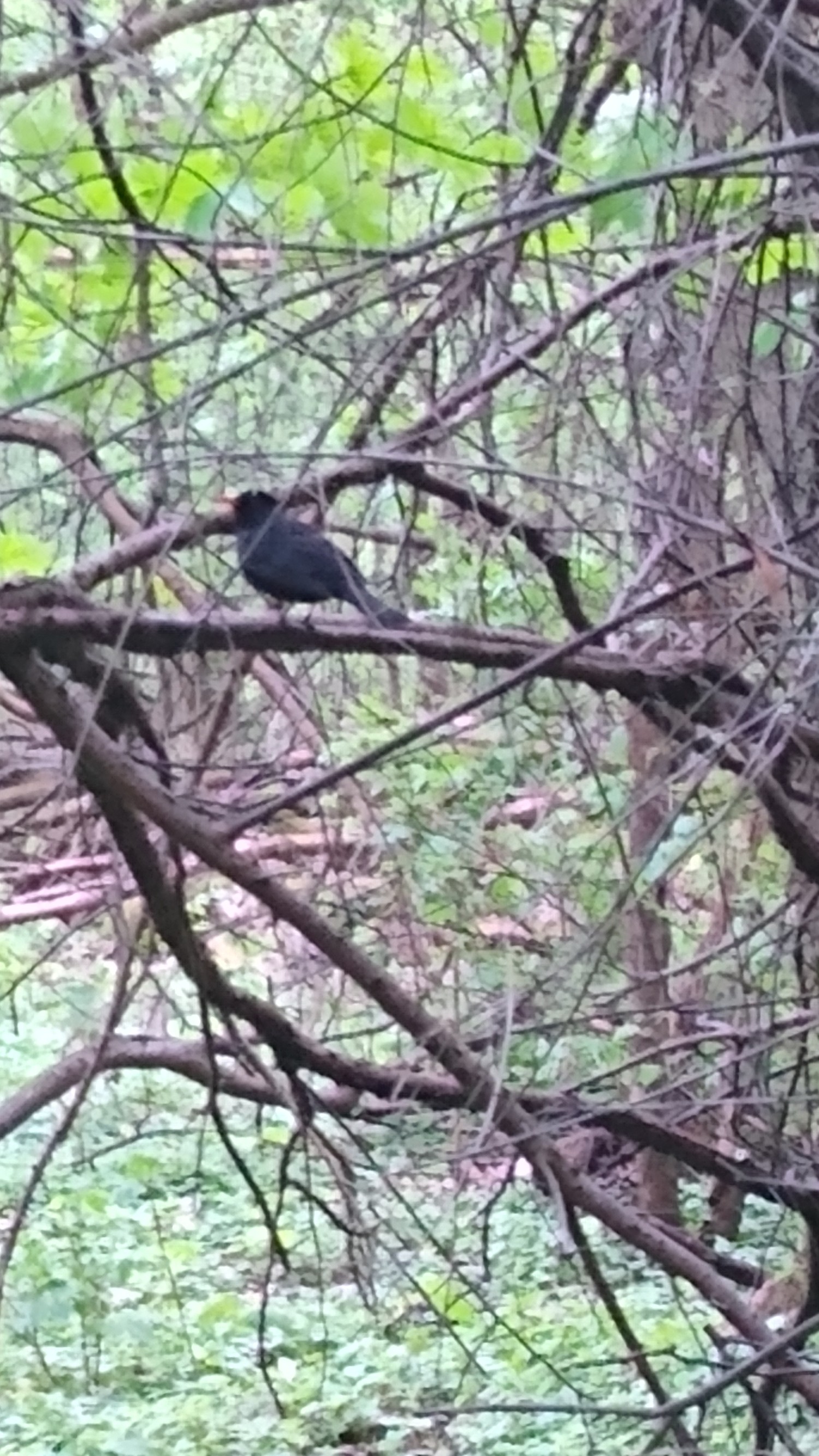 livebirdspoland_c017ad8830988f9be521e86c7f464bbc.jpg