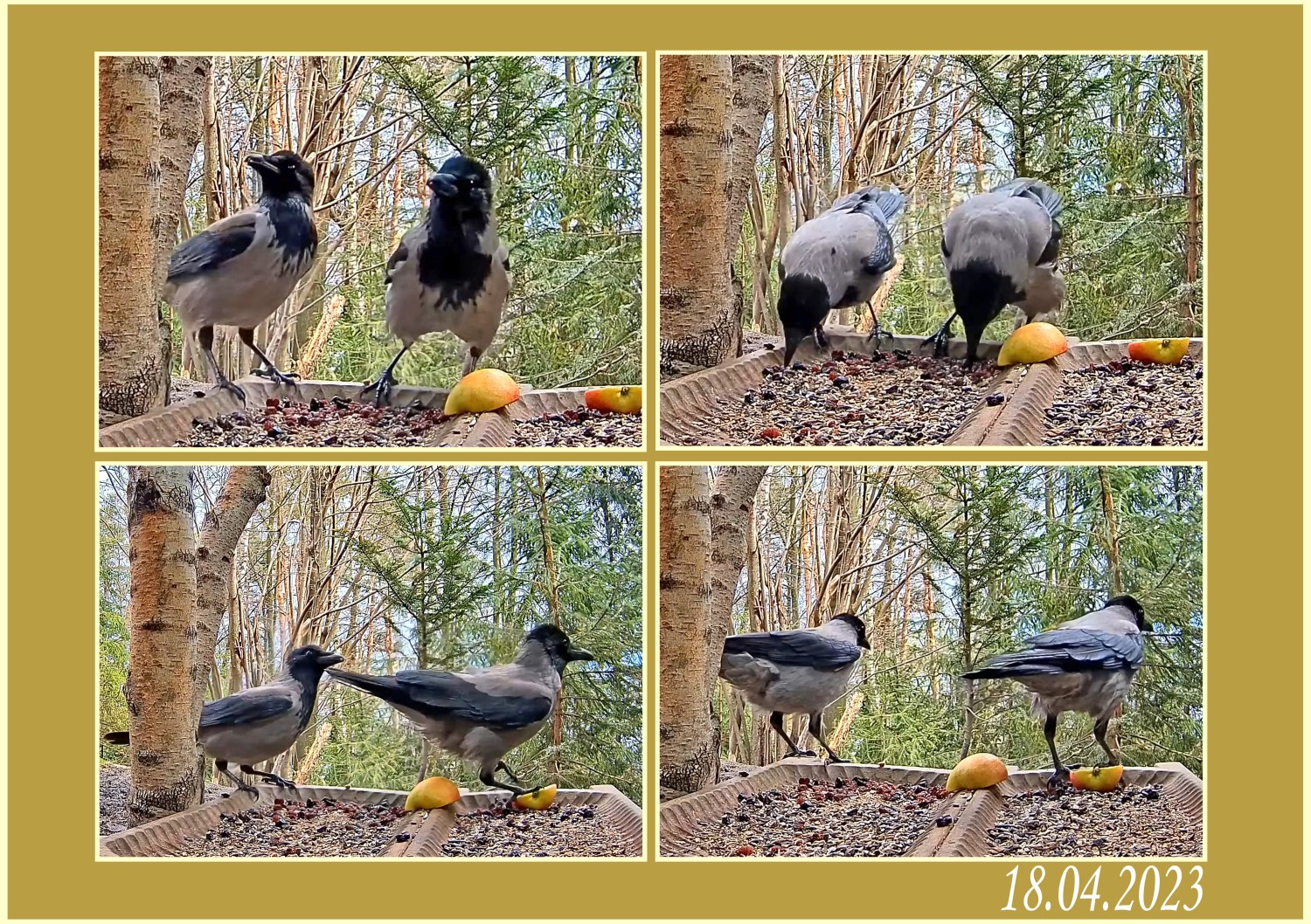 livebirdspoland_035aad3d3ae8c23c8ef34705503c4090.jpg