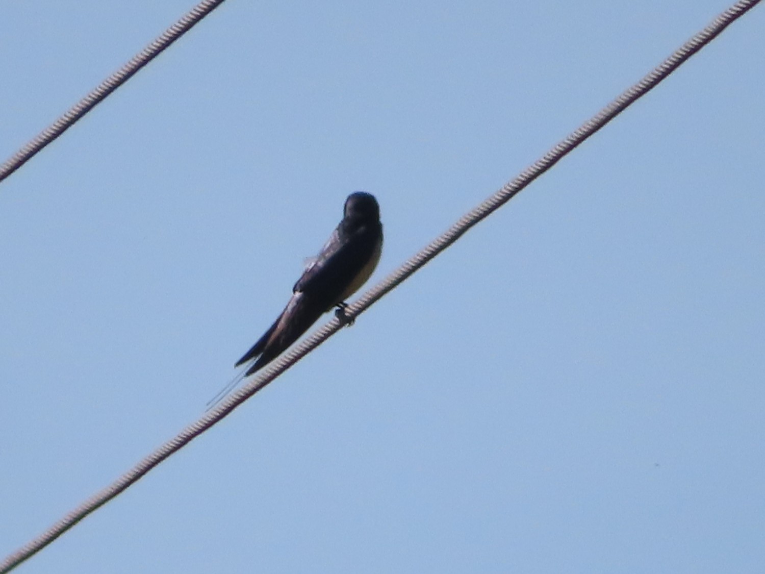 livebirdspoland_211d5961d1a21ae8adf6a3af12b6839d.jpg