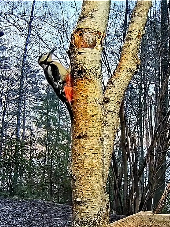 livebirdspoland_8977e0e87737d250e8ceadea4e8f853b.jpg