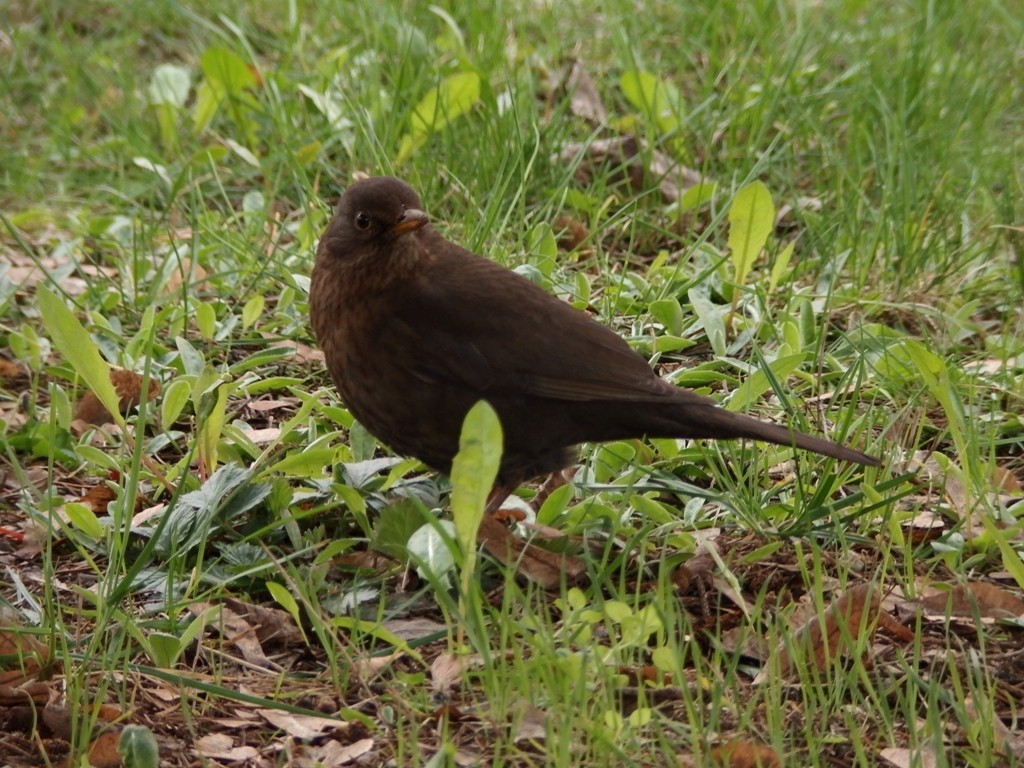 livebirdspoland_7e5d19eb240d92cb97d0c4a0a905cd4e.jpg