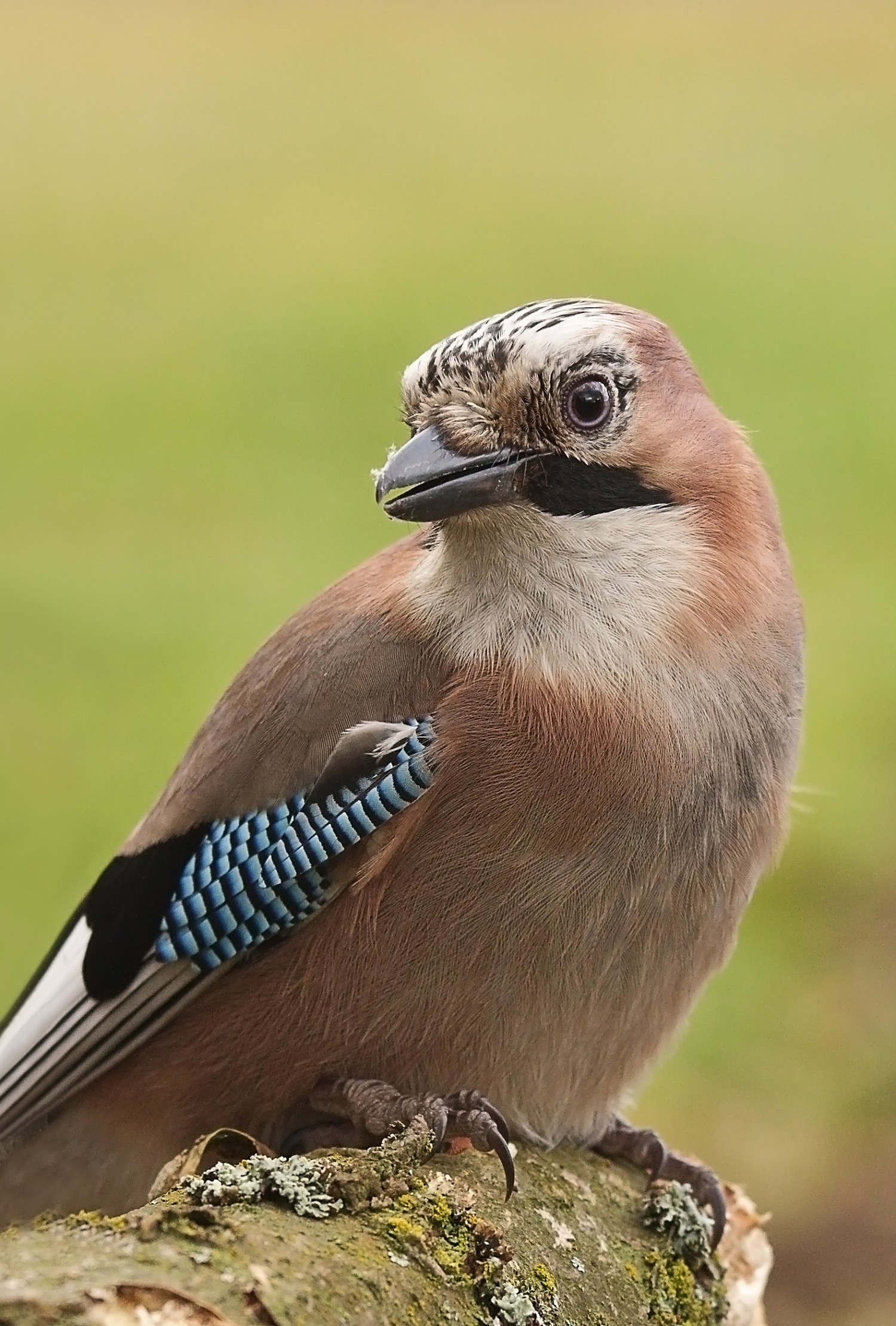 livebirdspoland_de8fce1c4227adea9f1f1860c76d54f0.jpg