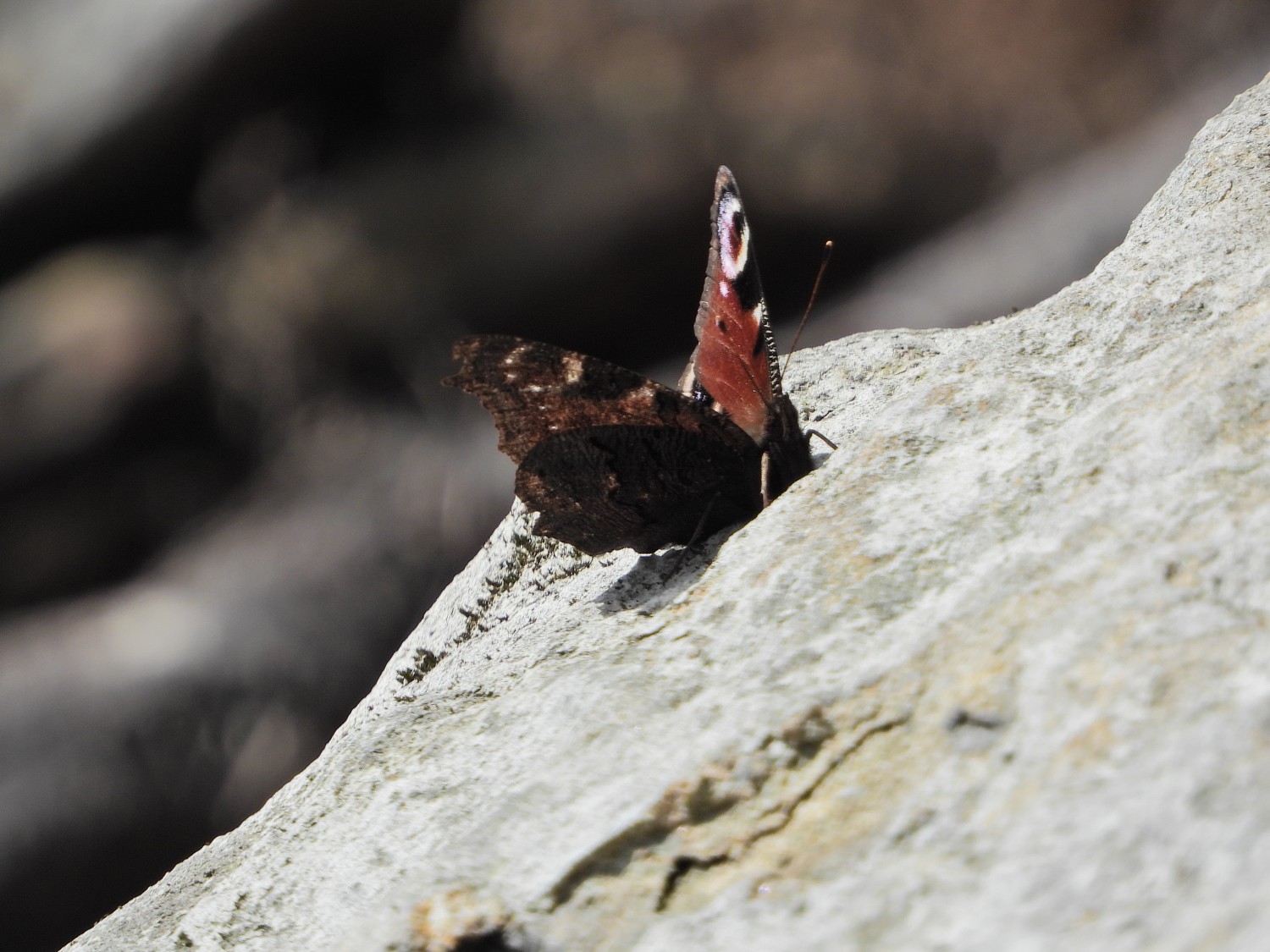 livebirdspoland_2a299dc3107170530d6044eb687ded4a.jpg
