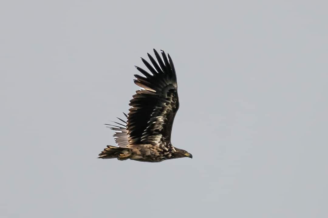 livebirdspoland_48b1499dc4d4374a248448f328c16854.jpg