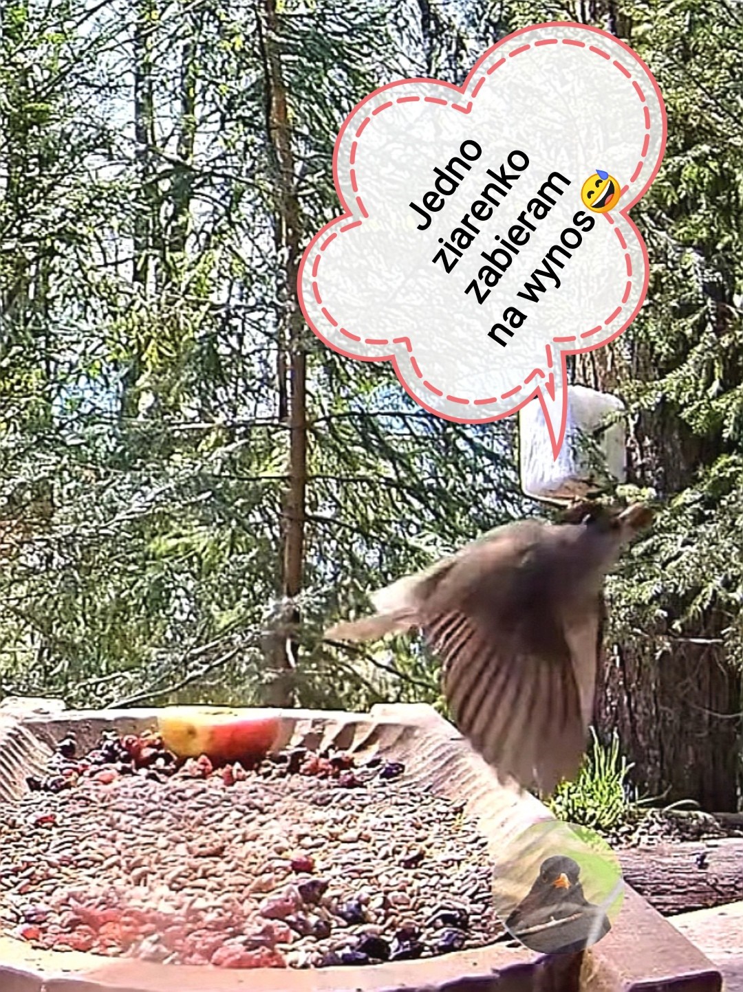 livebirdspoland_9dcad78c0882754ed2927c493d75545b.jpg