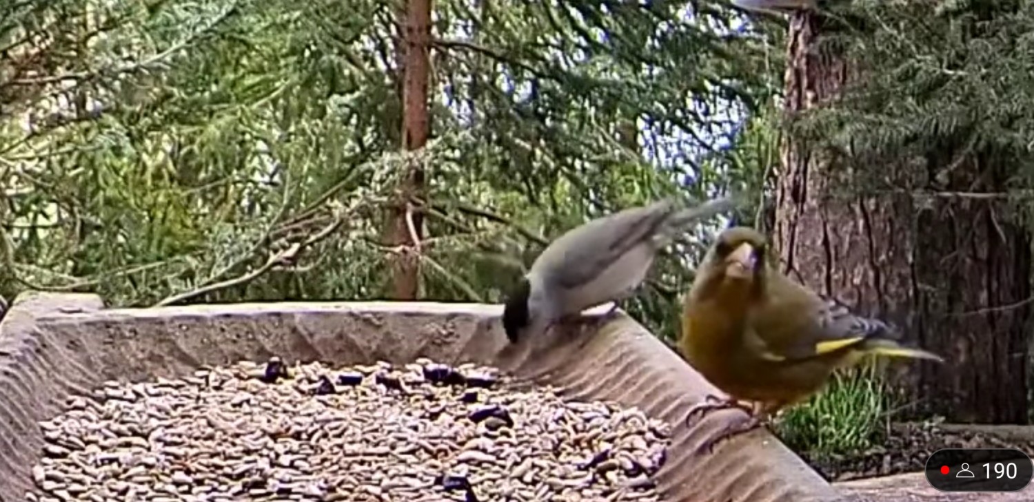 livebirdspoland_cda4701ea58cb4ccd60fe8cbfe89a122.jpg