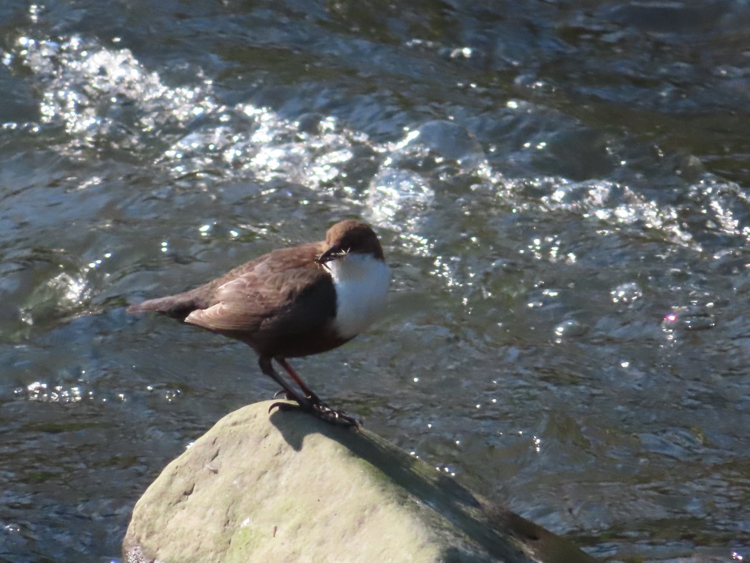 livebirdspoland_7a2e8c4383c132e0060fdea79e6bdc21.jpg