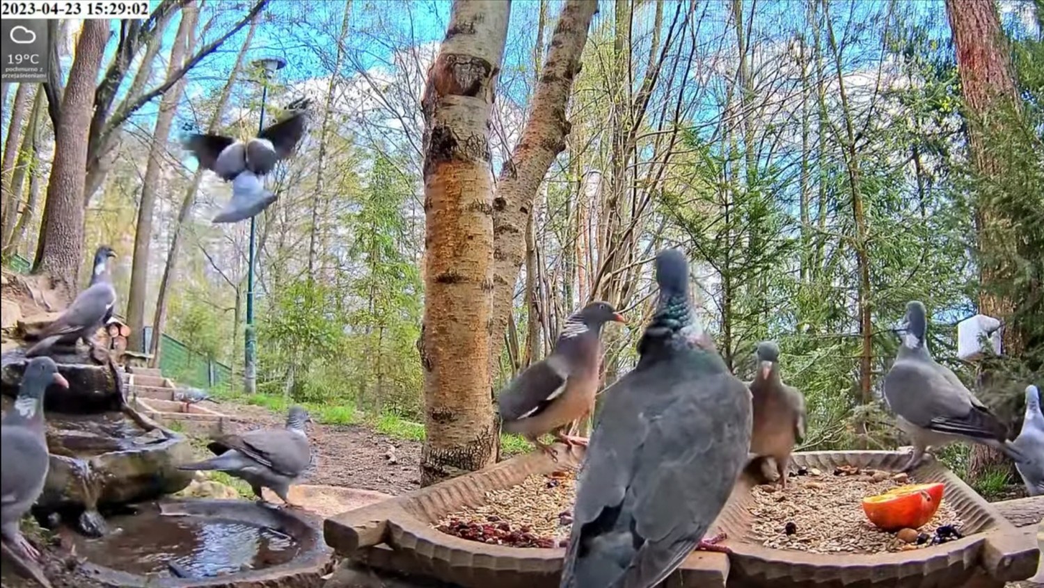 livebirdspoland_9d872fa2cee343b9b8430205a5e314c2.jpg