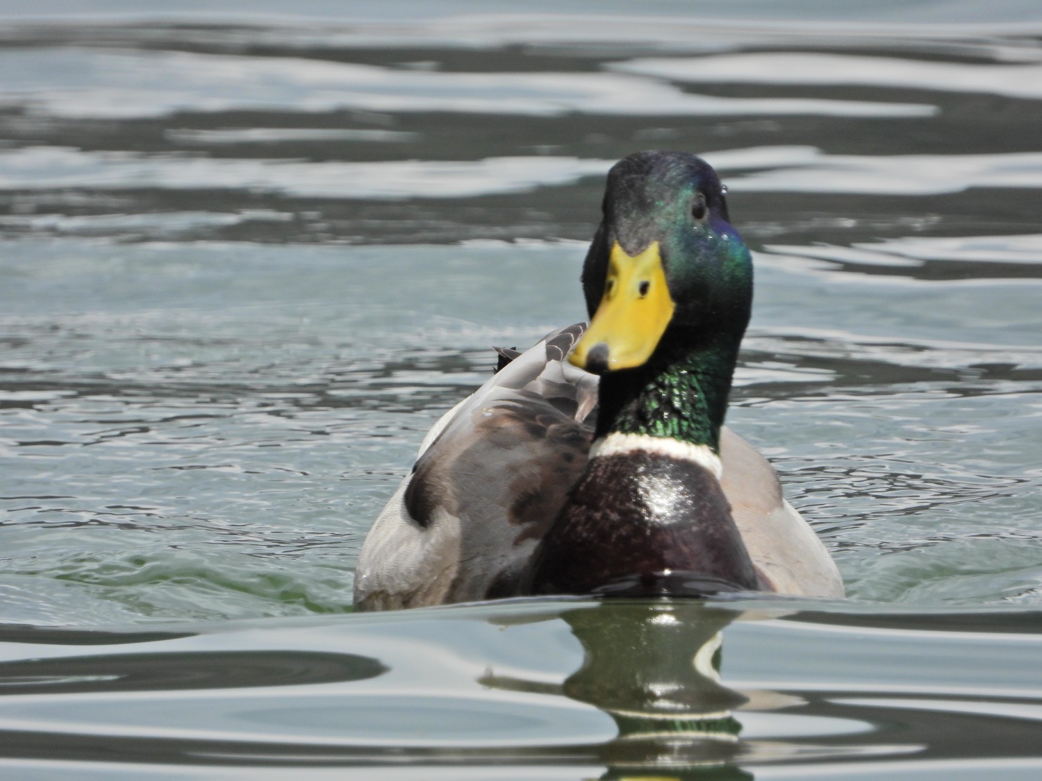livebirdspoland_efd9a91f2053ef1662acd86792cbccdb.jpg