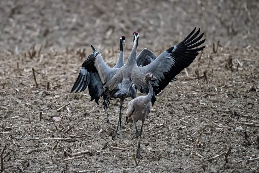 livebirdspoland_b609b7e90b046d9840379bb1124c4d6a.jpg