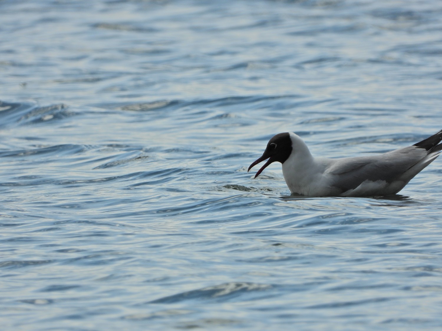 livebirdspoland_f27f01aefe9fad3e80aa2756994ea54a.jpg