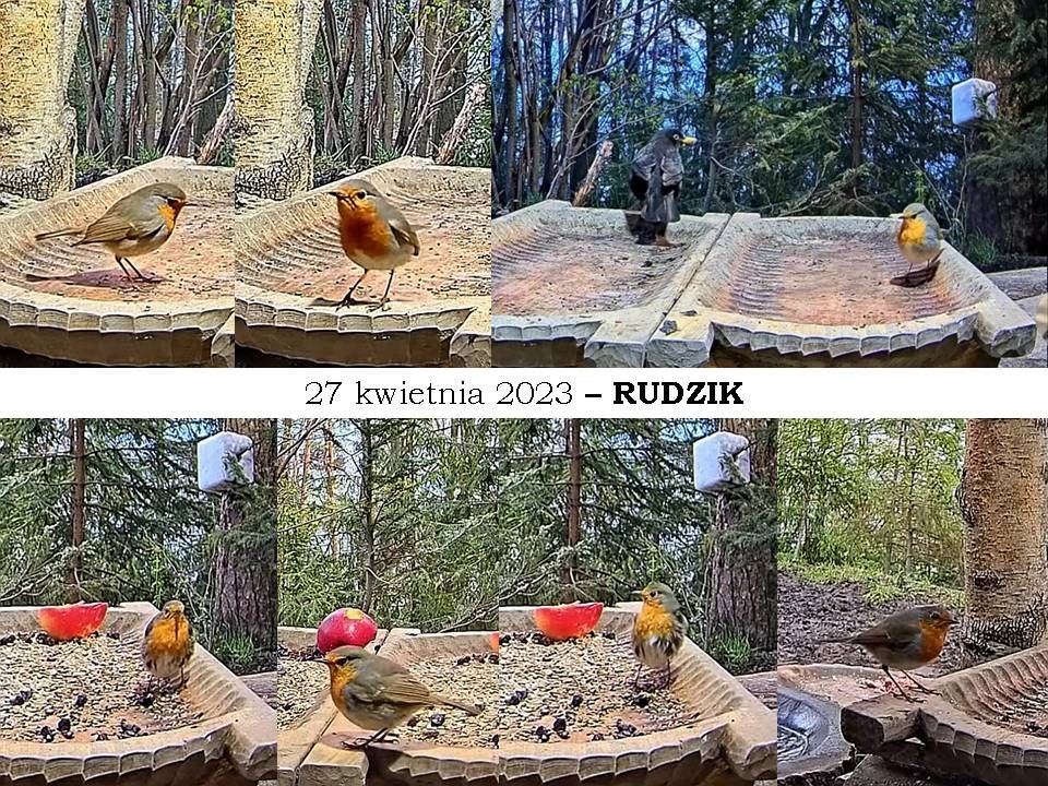 livebirdspoland_48ebd8323e5ea63f5e9dab4ad7eb5482.jpg