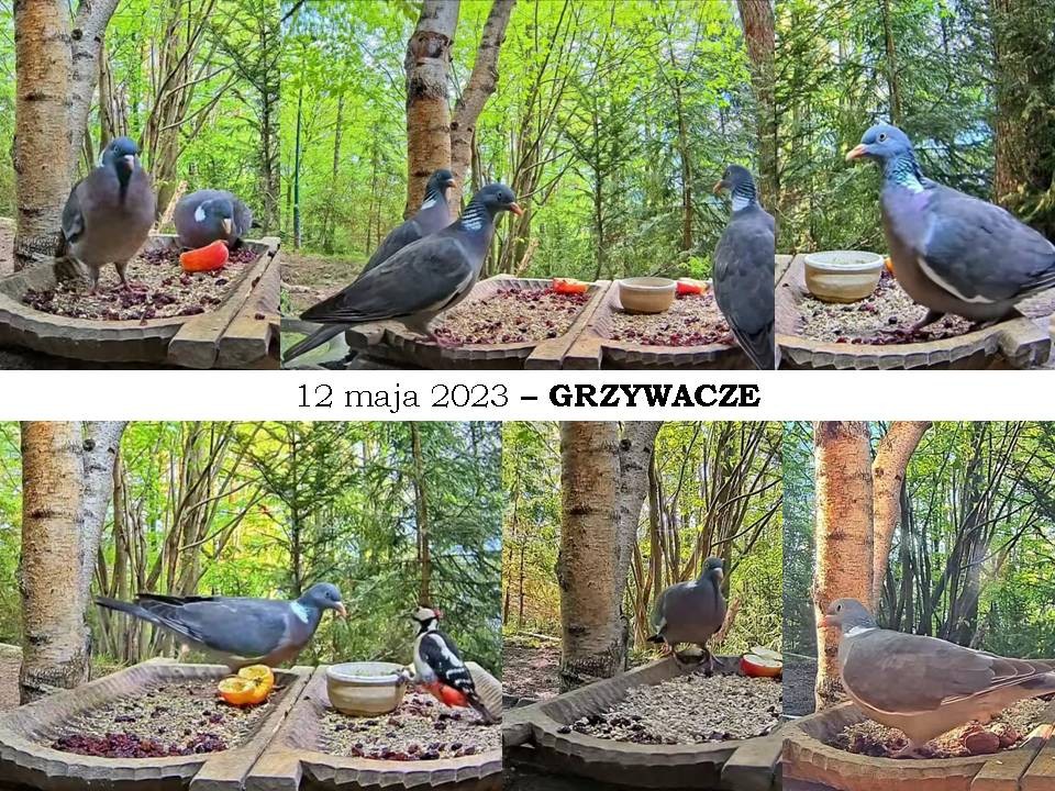 livebirdspoland_b227871ccdb5269f3419454f162744e0.jpg