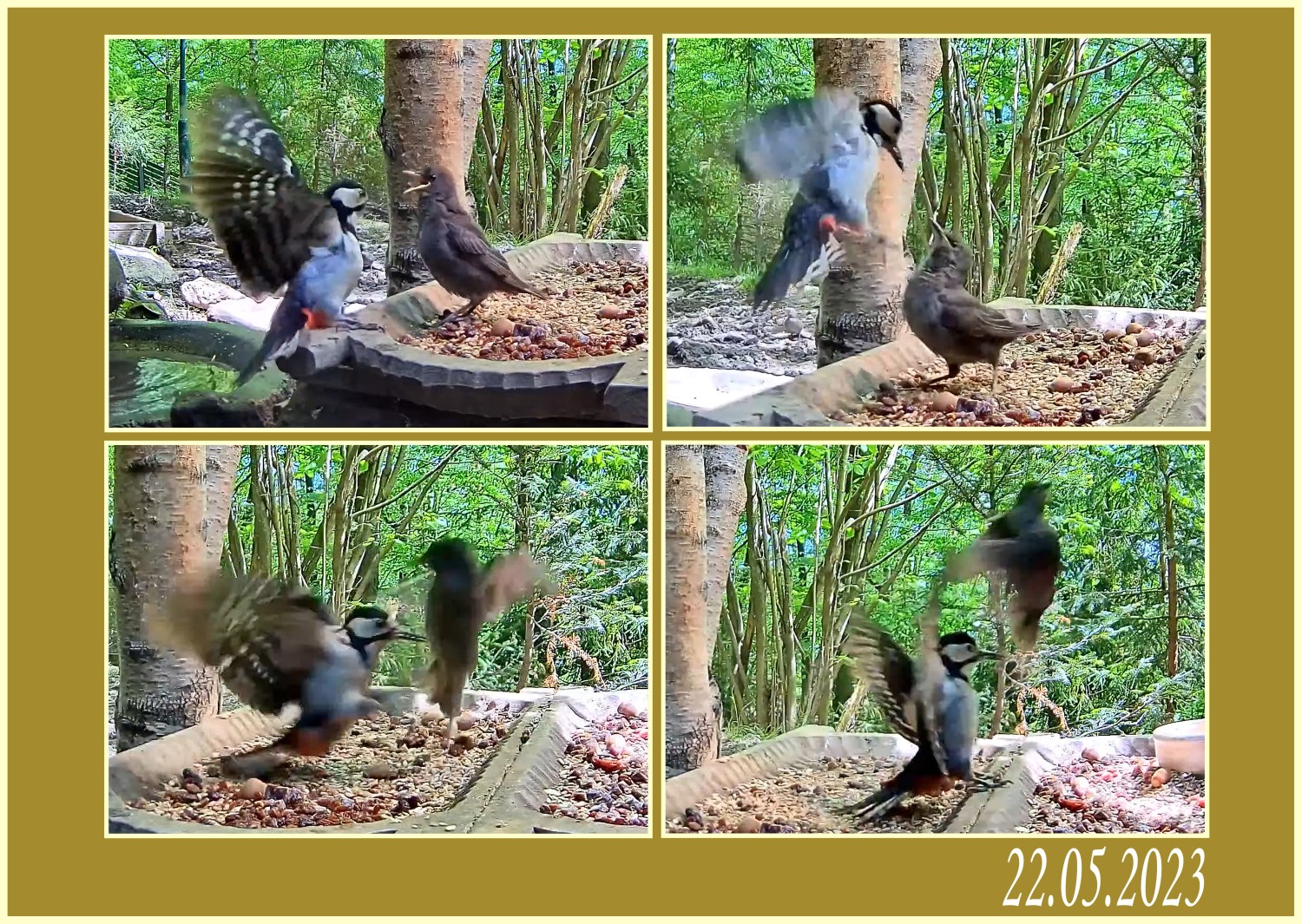 livebirdspoland_a658da06a035bee13c7b8e60d6ce8e83.jpg