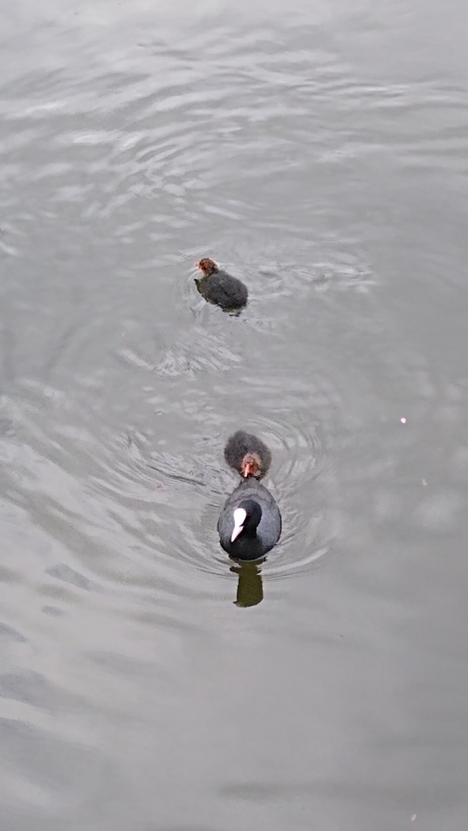 livebirdspoland_d4af3f87e607df10e71932edcdb9eba1.jpg