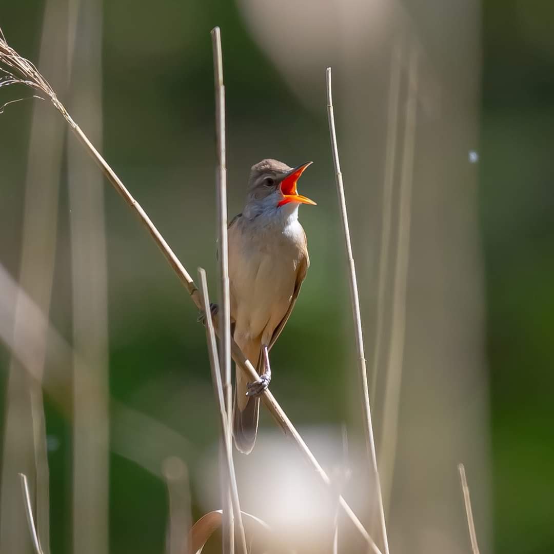 livebirdspoland_c61026bb3f950a519eb15e8d06ab8b23.jpg