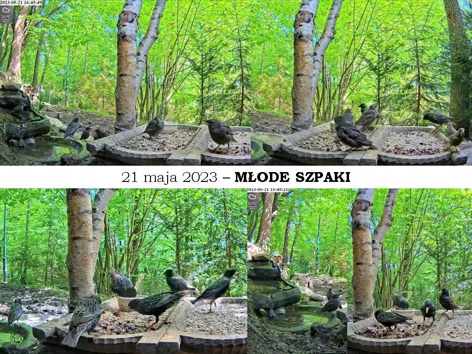 livebirdspoland_94d9b7408de127083ab68afd63fa65ef.jpg