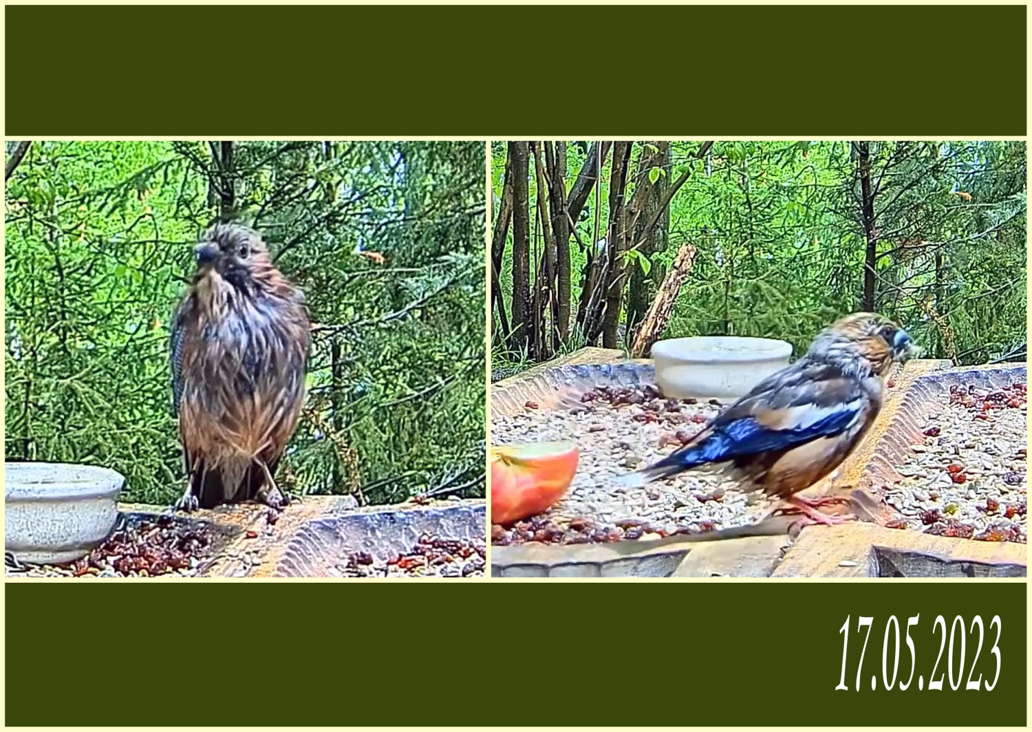 livebirdspoland_da58e5e945b38f72f4719dbdf7433640.jpg