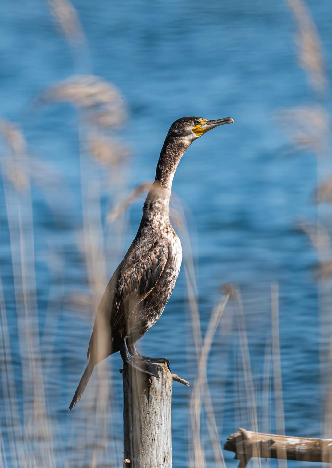 livebirdspoland_03f41591f77b6b5ba1cade7eb9551da9.jpg